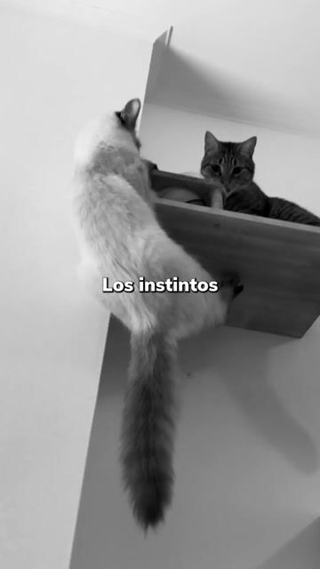 Video de ESCALON HABANA X UNIDAD