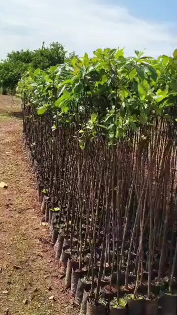 Vídeo de Muda de Pau-Mulato 1,8 m - Árvore Nativa Ornamental para Paisagismo