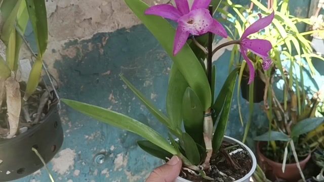 Vídeo de Orquidário Wolf