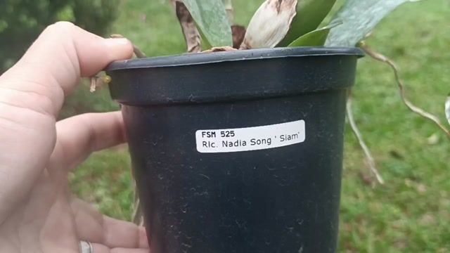 Vídeo de Orquidário Wolf